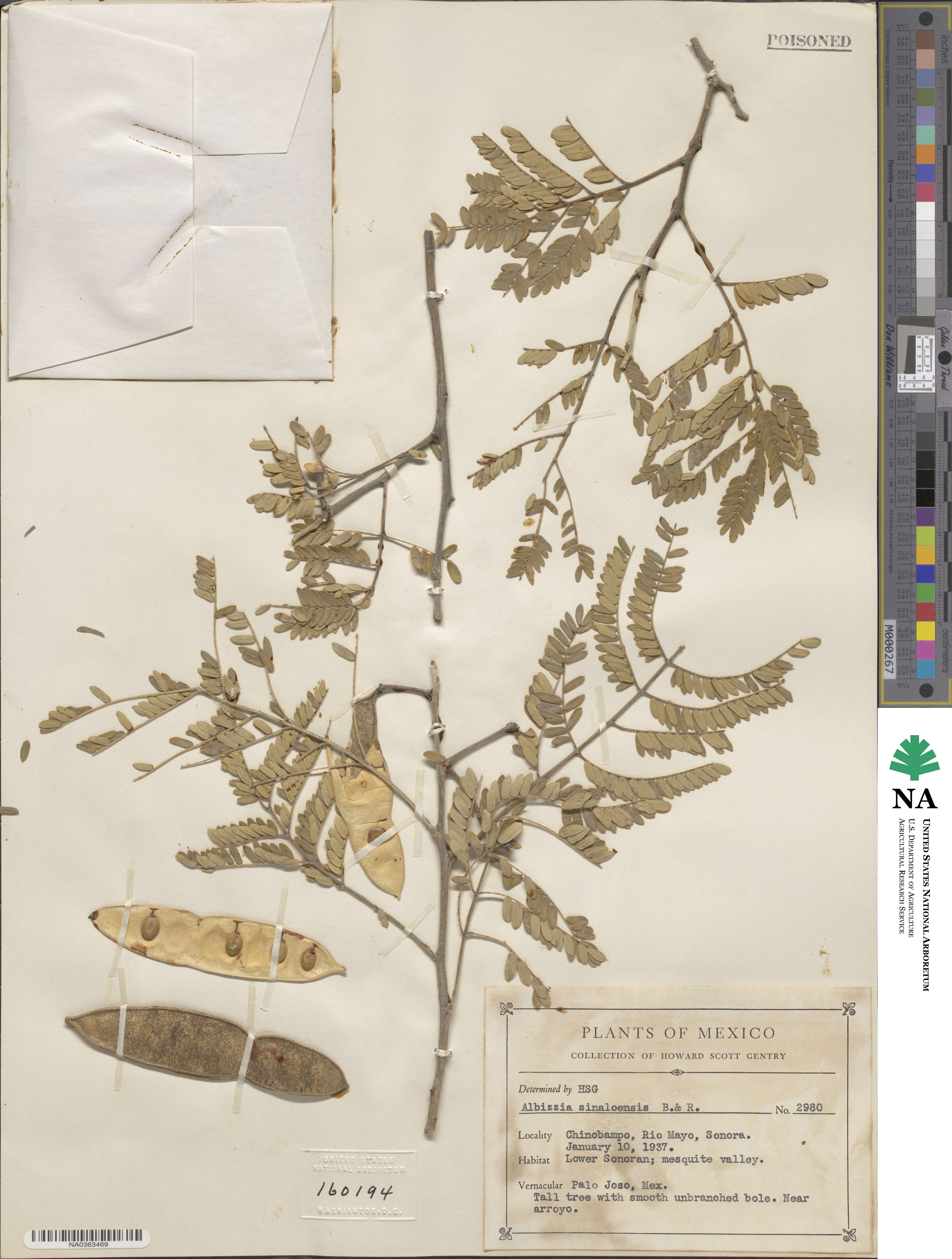 Albizia sinaloensis image