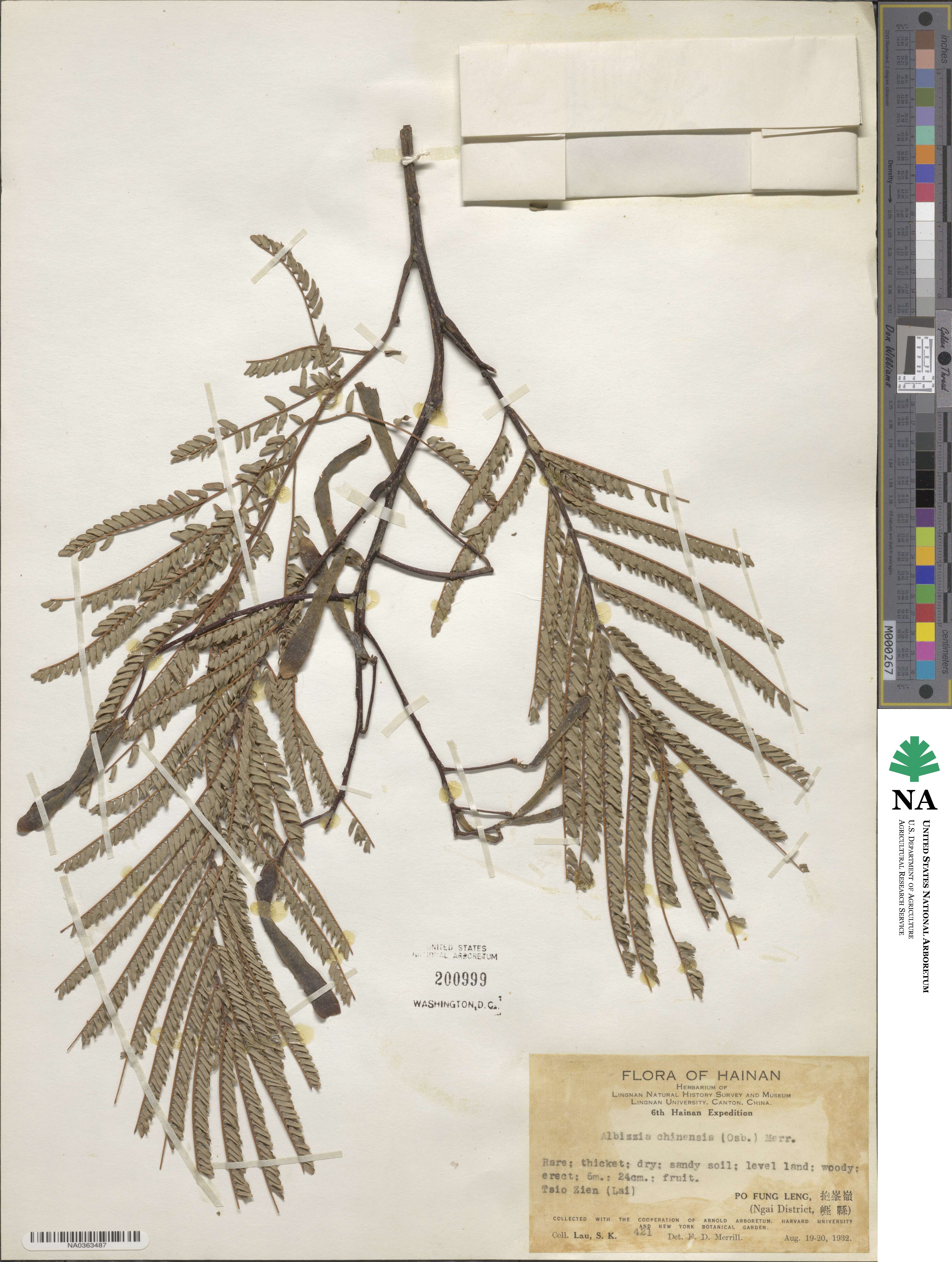 Albizia chinensis image