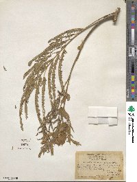 Albizia chinensis image