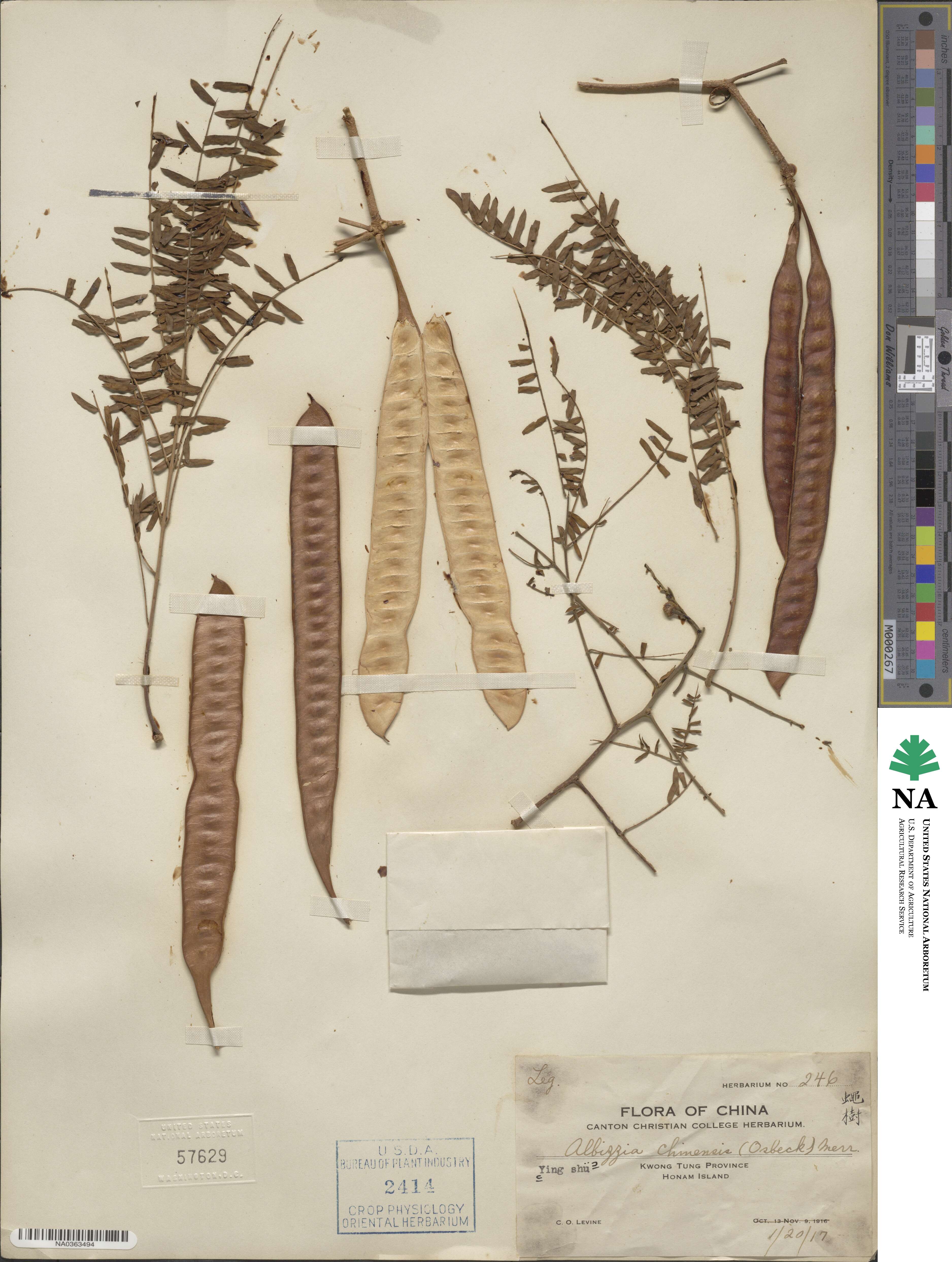 Albizia chinensis image