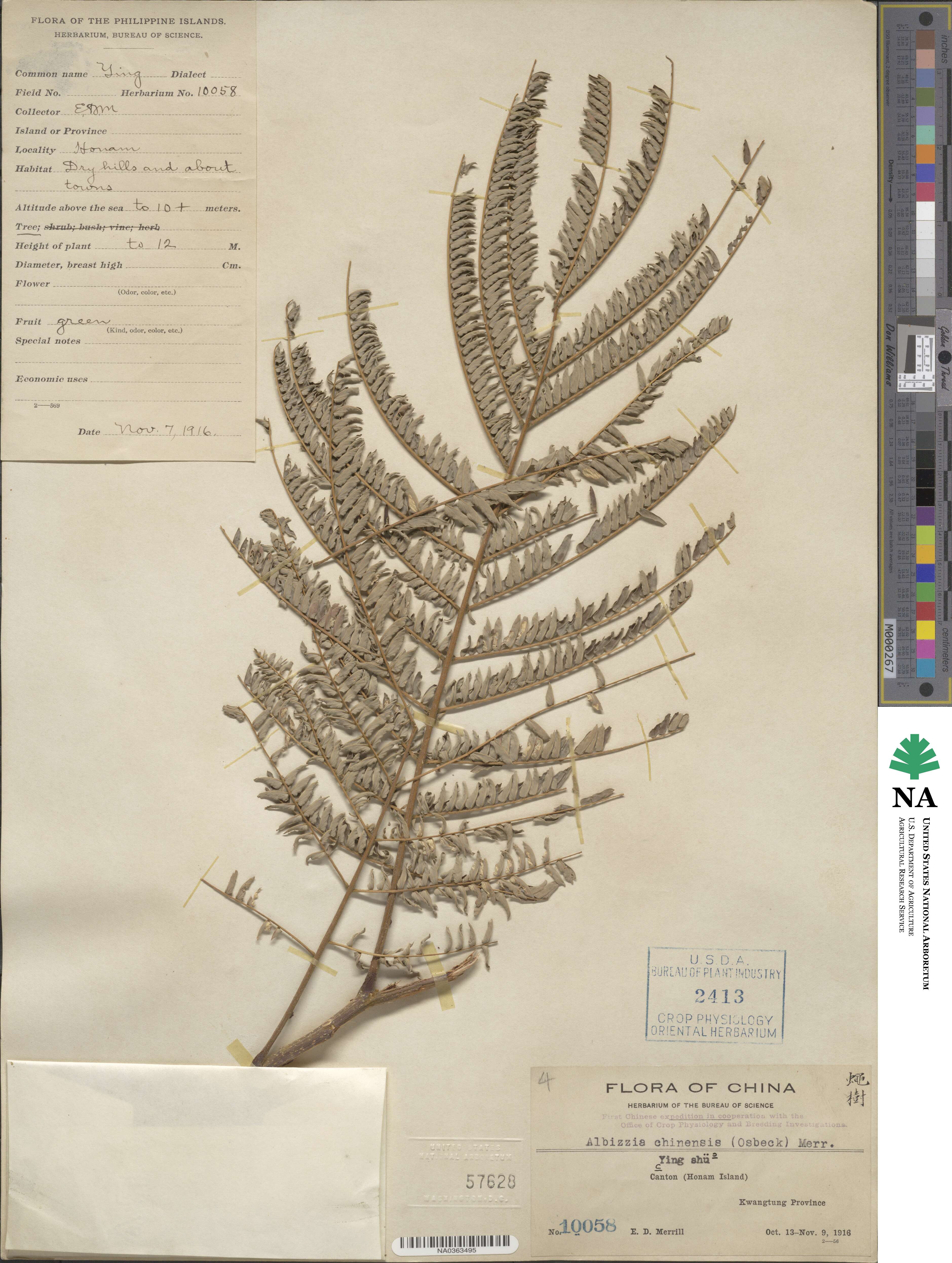 Albizia chinensis image