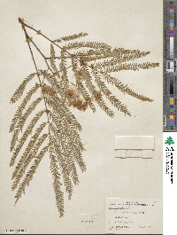 Albizia chinensis image