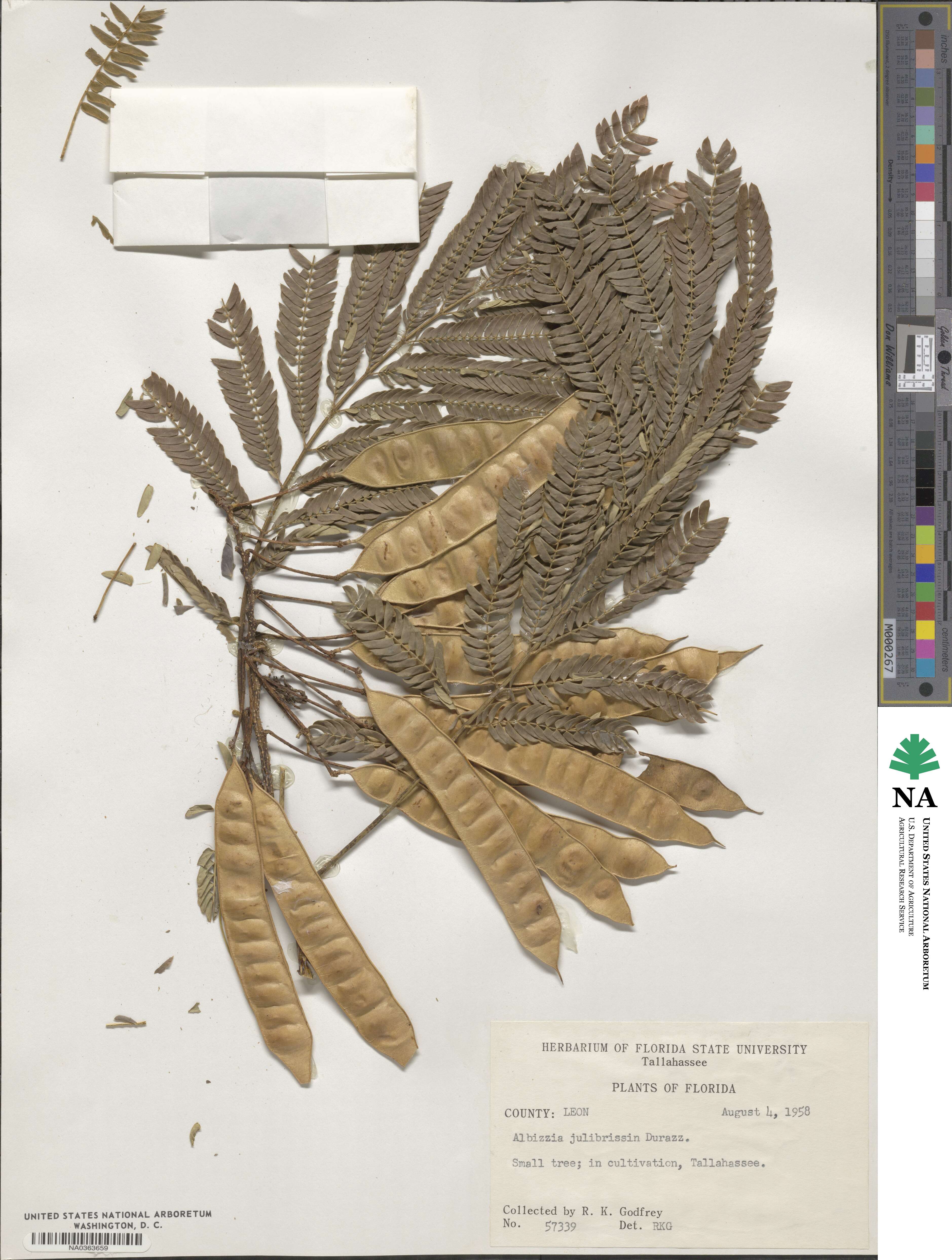 Albizia julibrissin image