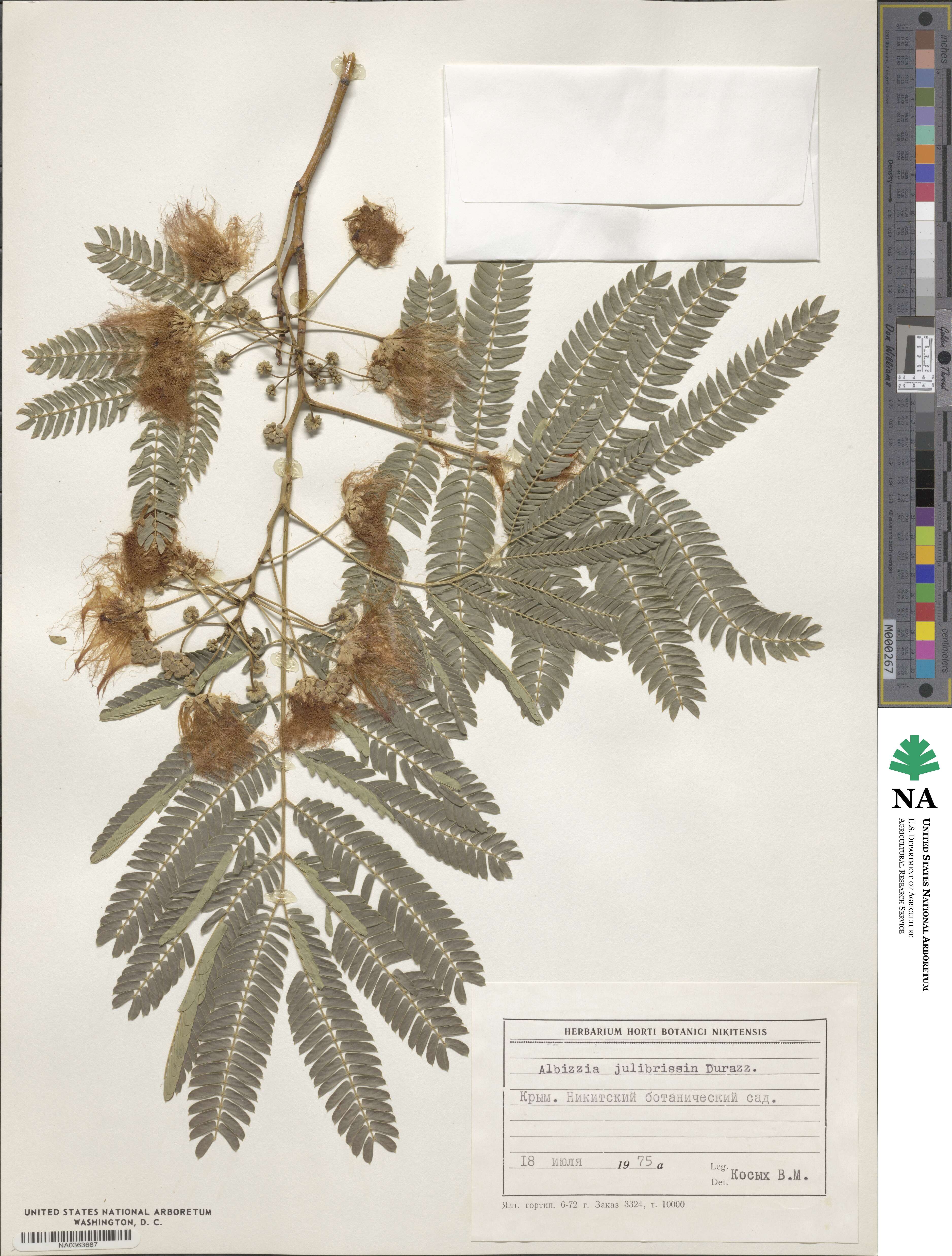 Albizia julibrissin image