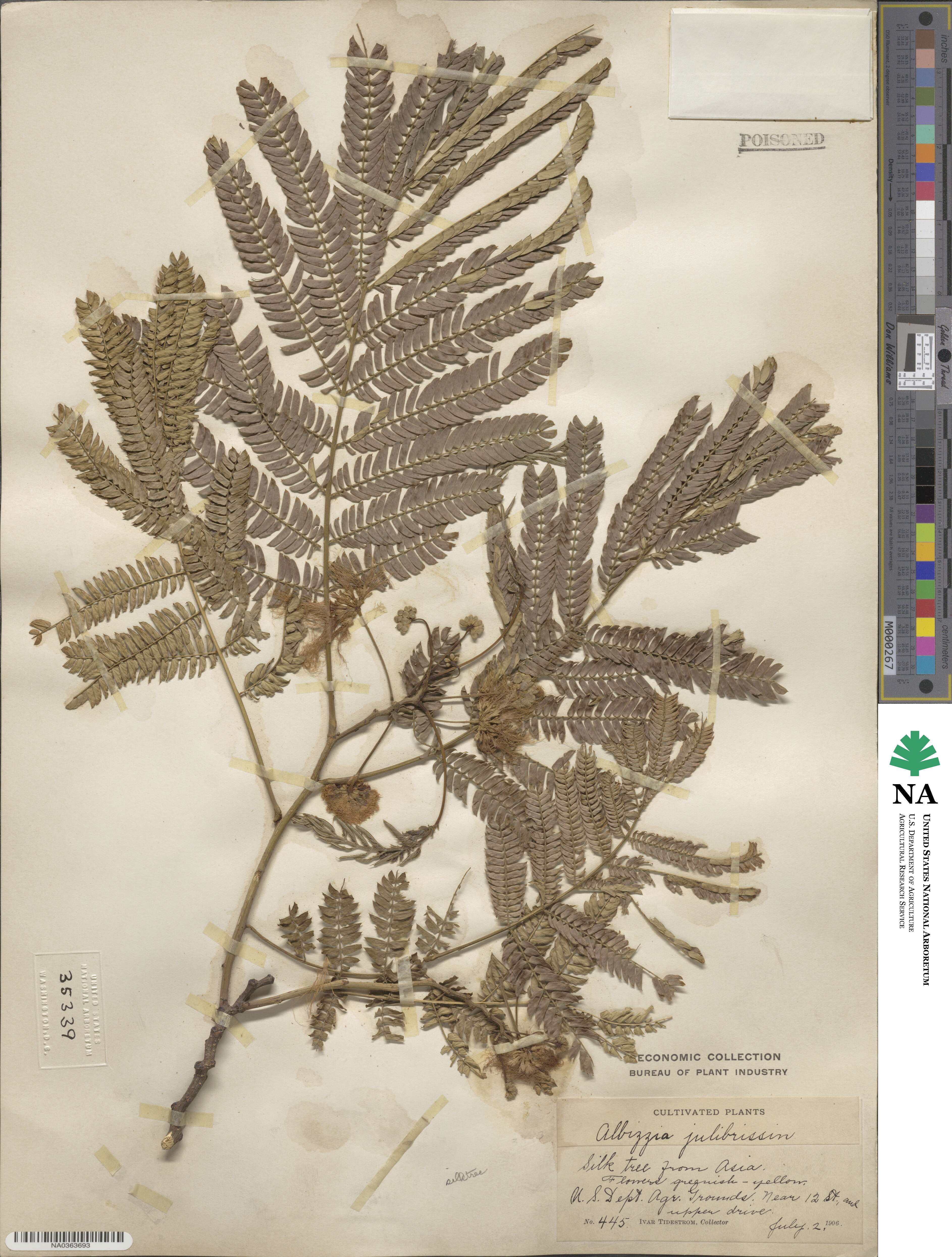 Albizia julibrissin image