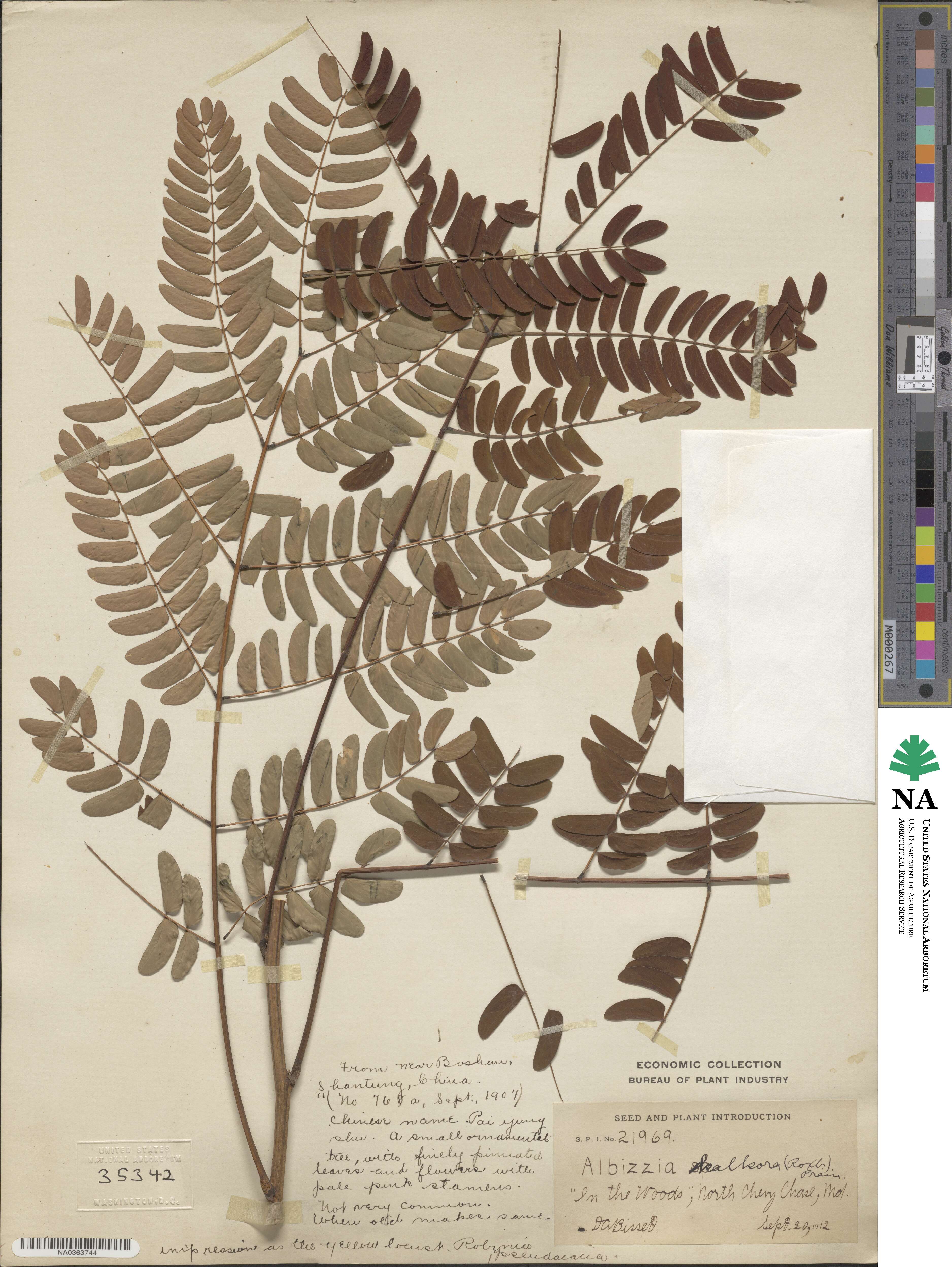 Albizia kalkora image