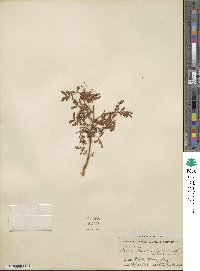 Calliandra eriophylla image