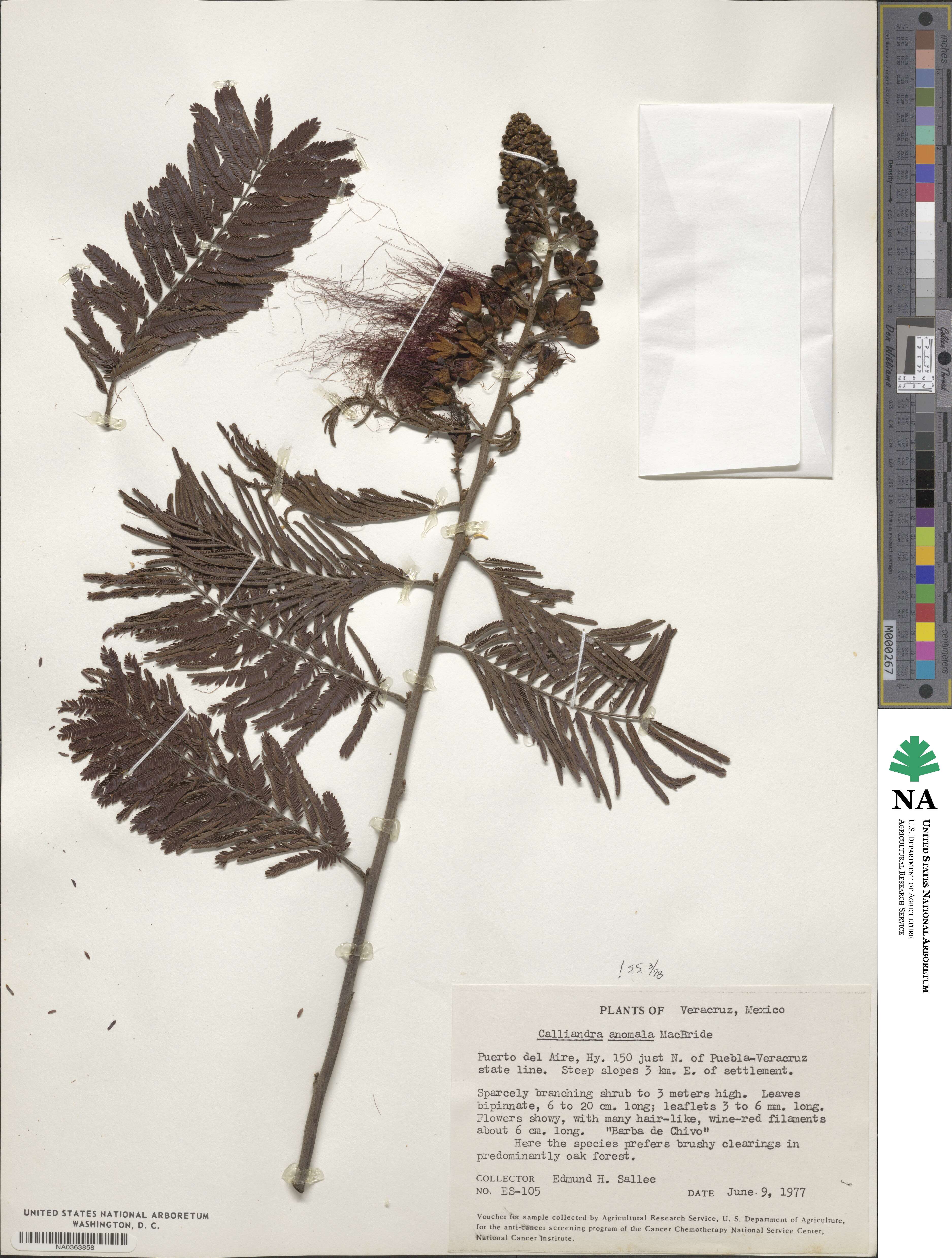 Calliandra houstoniana var. anomala image