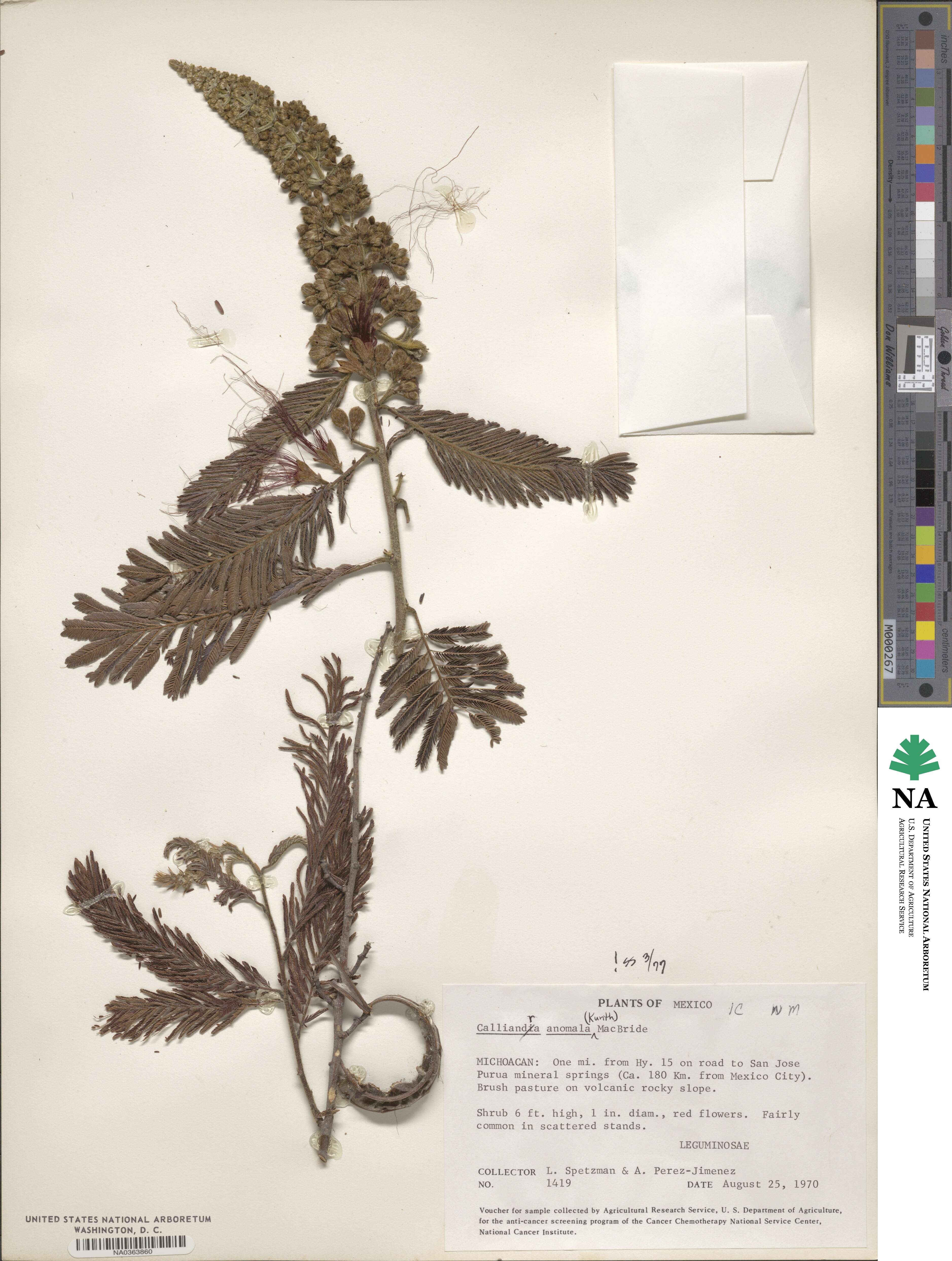 Calliandra houstoniana var. anomala image