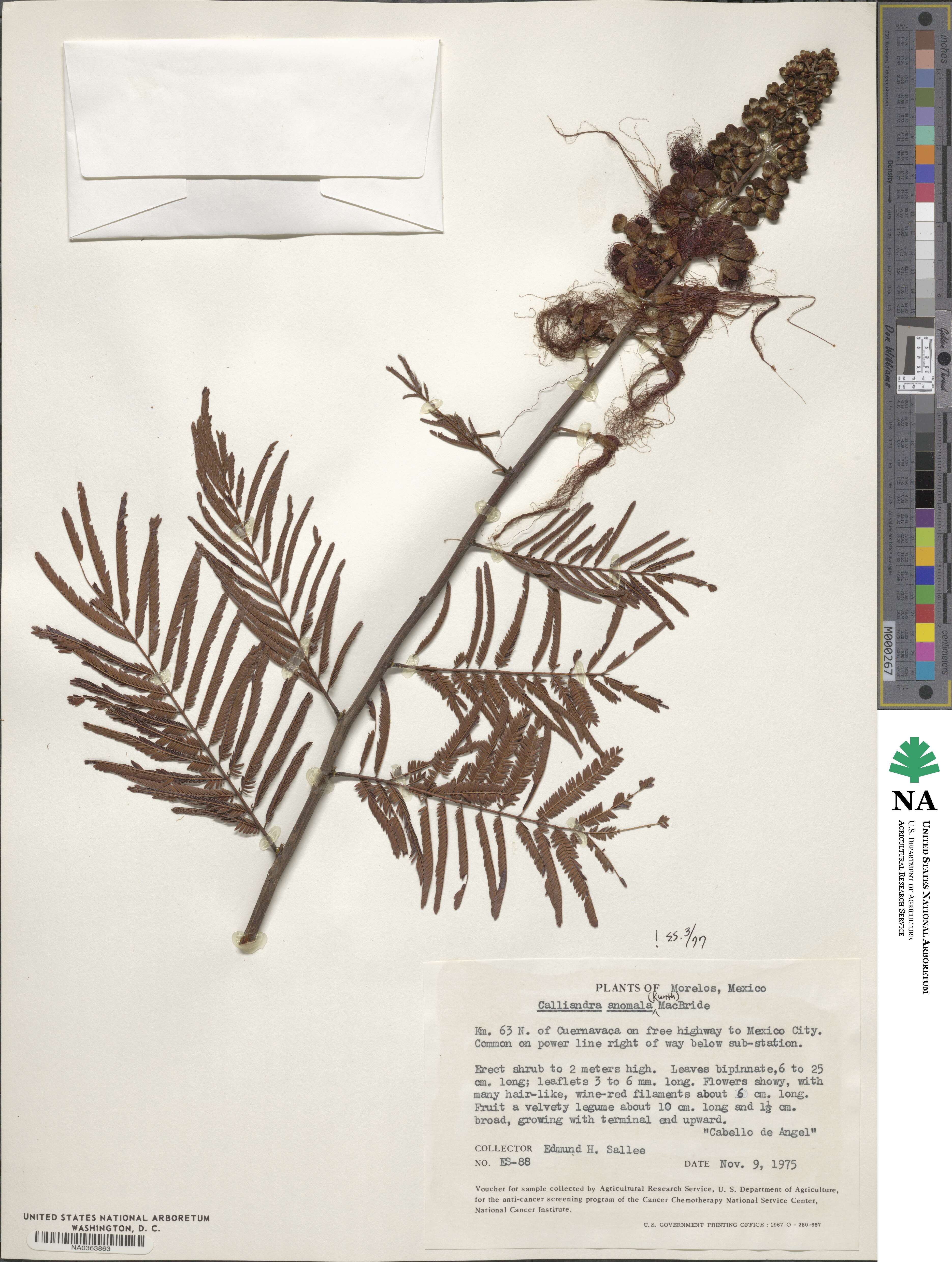 Calliandra houstoniana var. anomala image