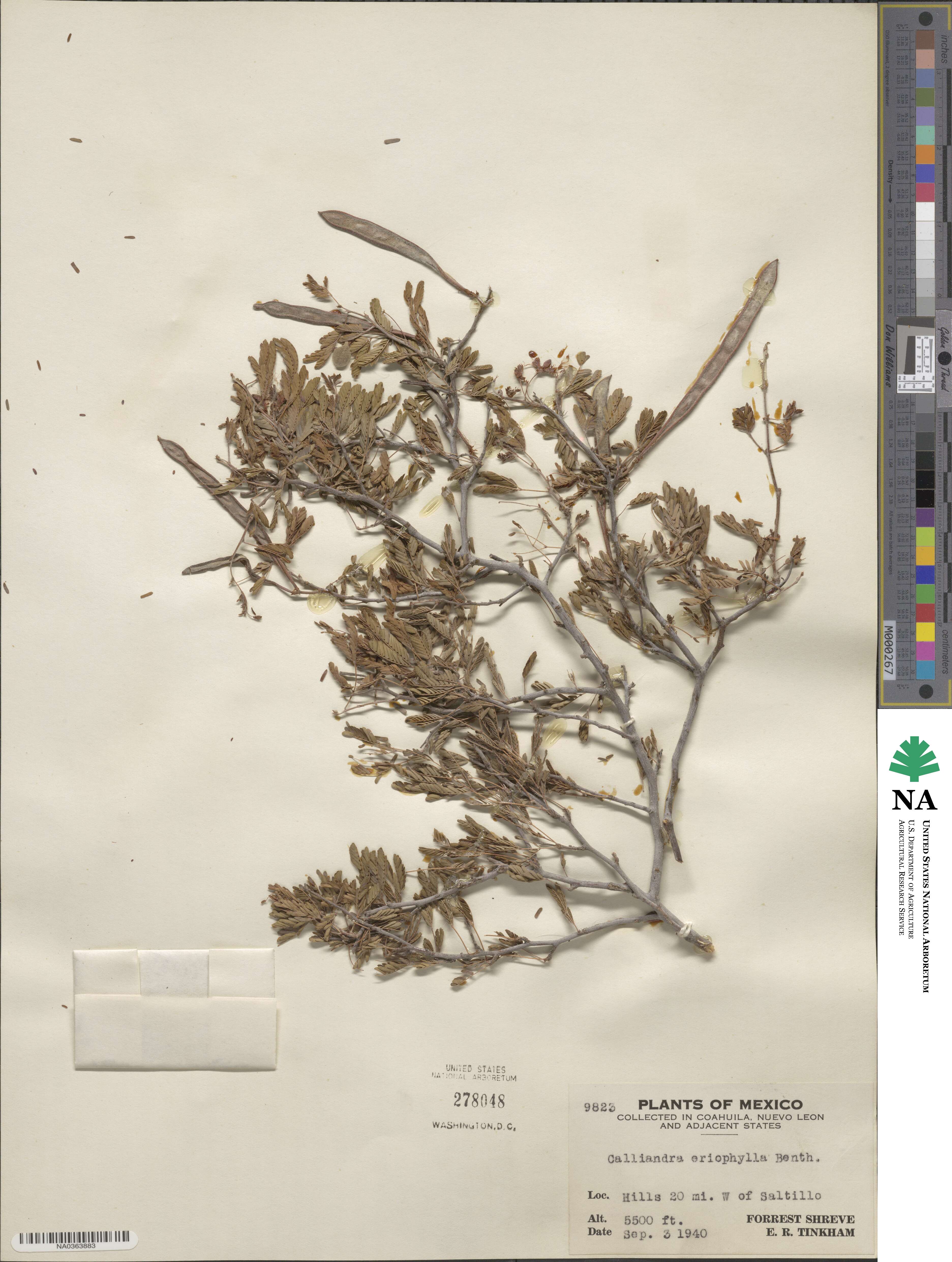 Calliandra eriophylla image