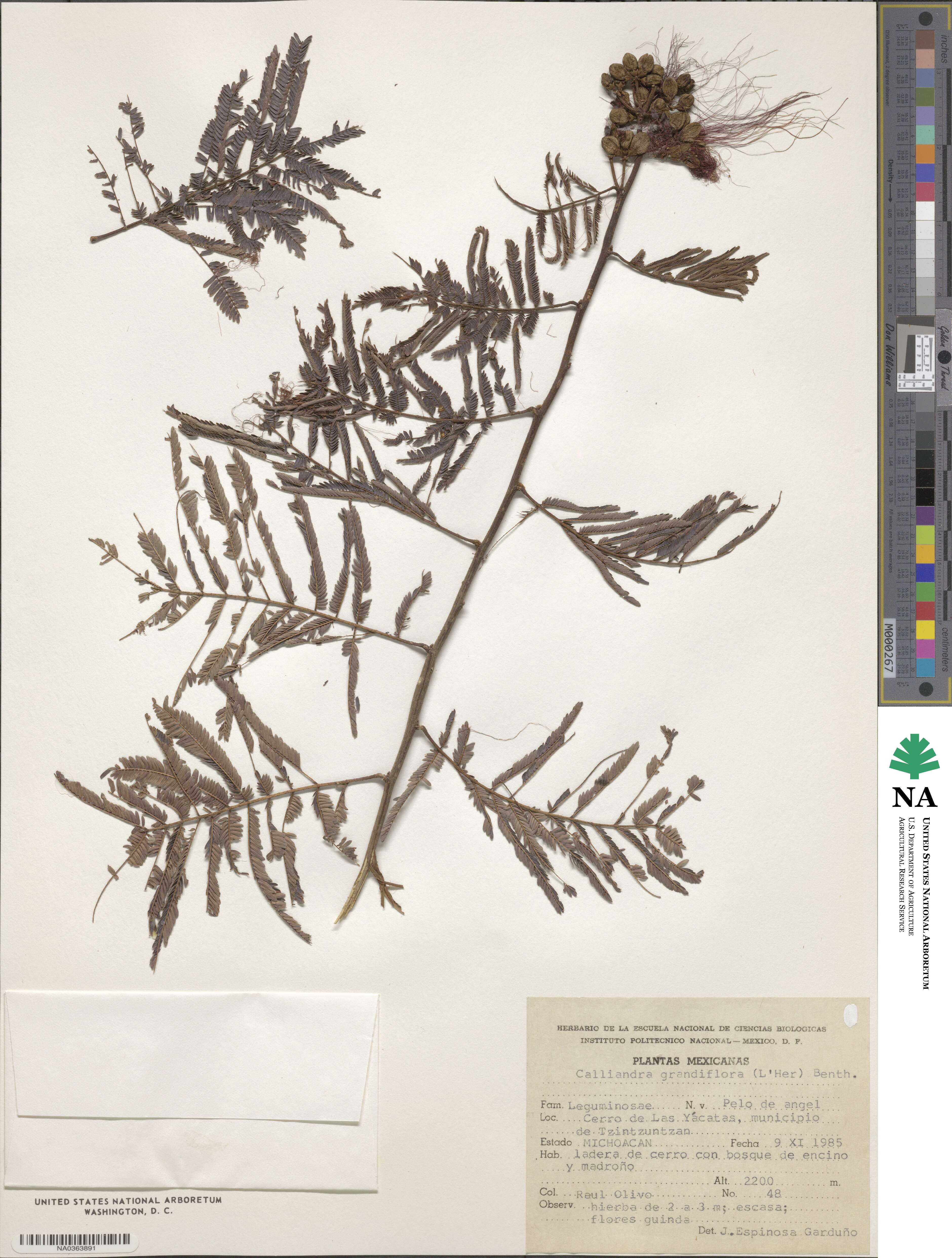 Calliandra houstoniana image