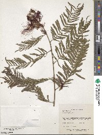 Calliandra houstoniana image