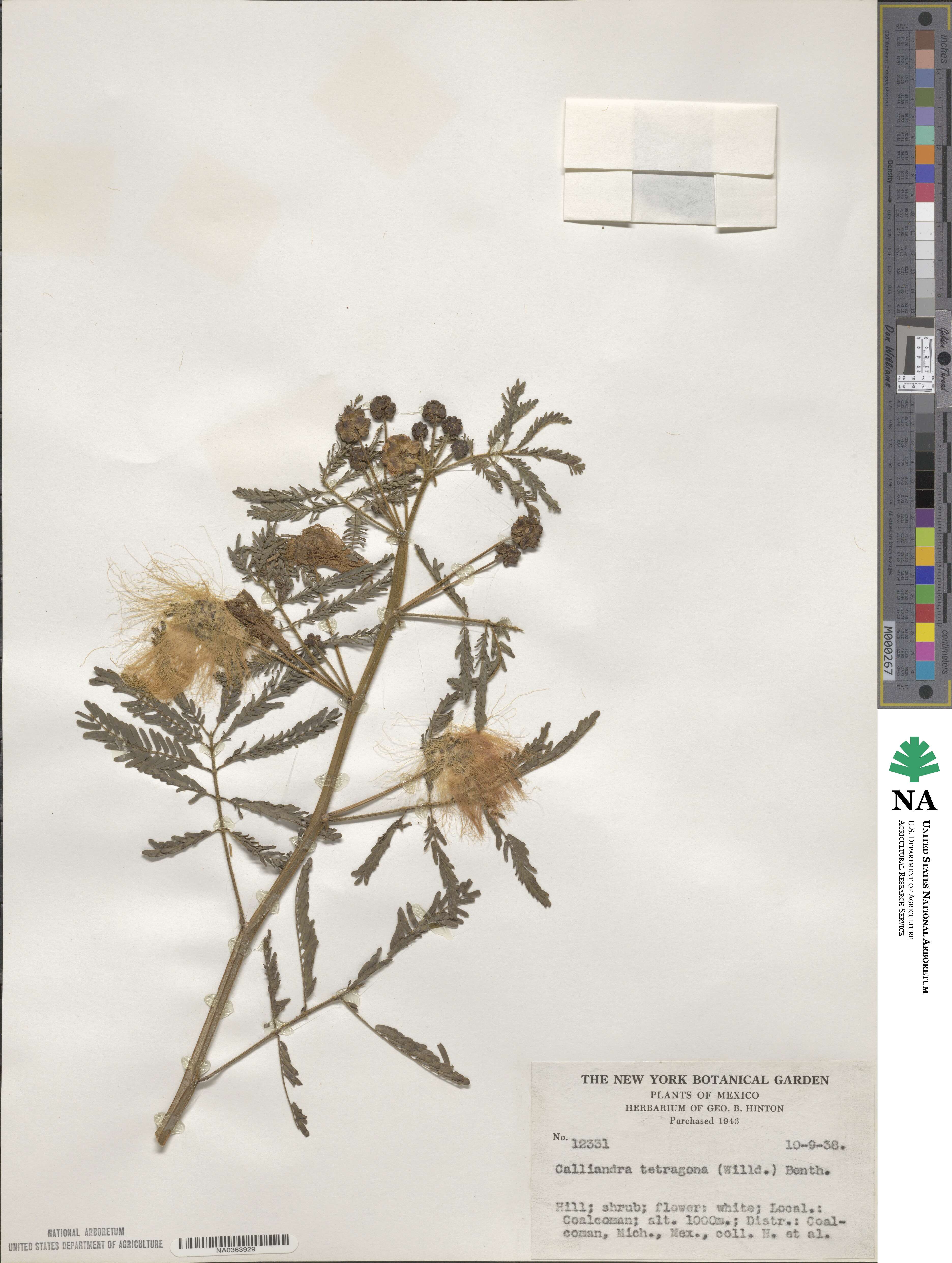 Zapoteca tetragona image