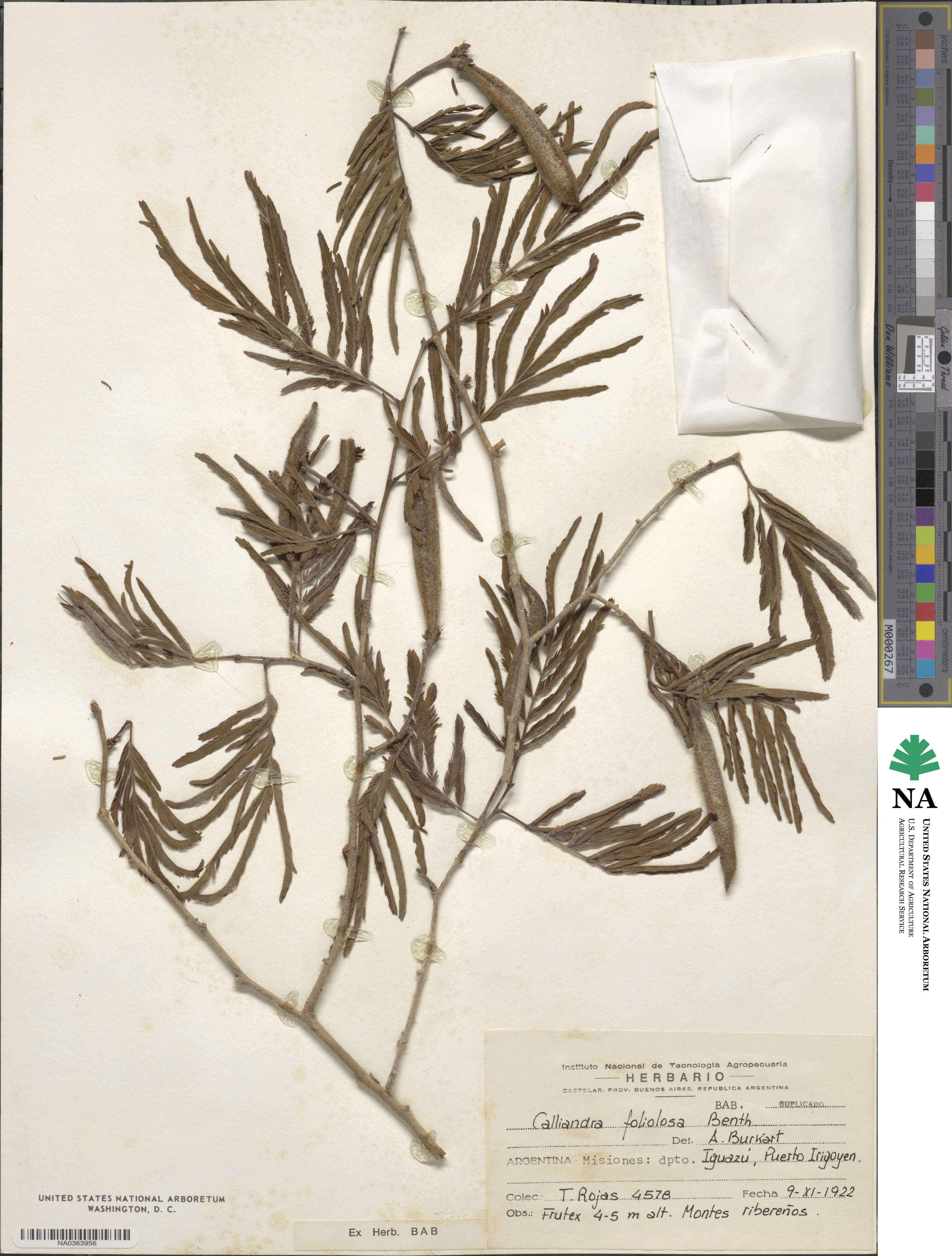 Calliandra foliolosa image