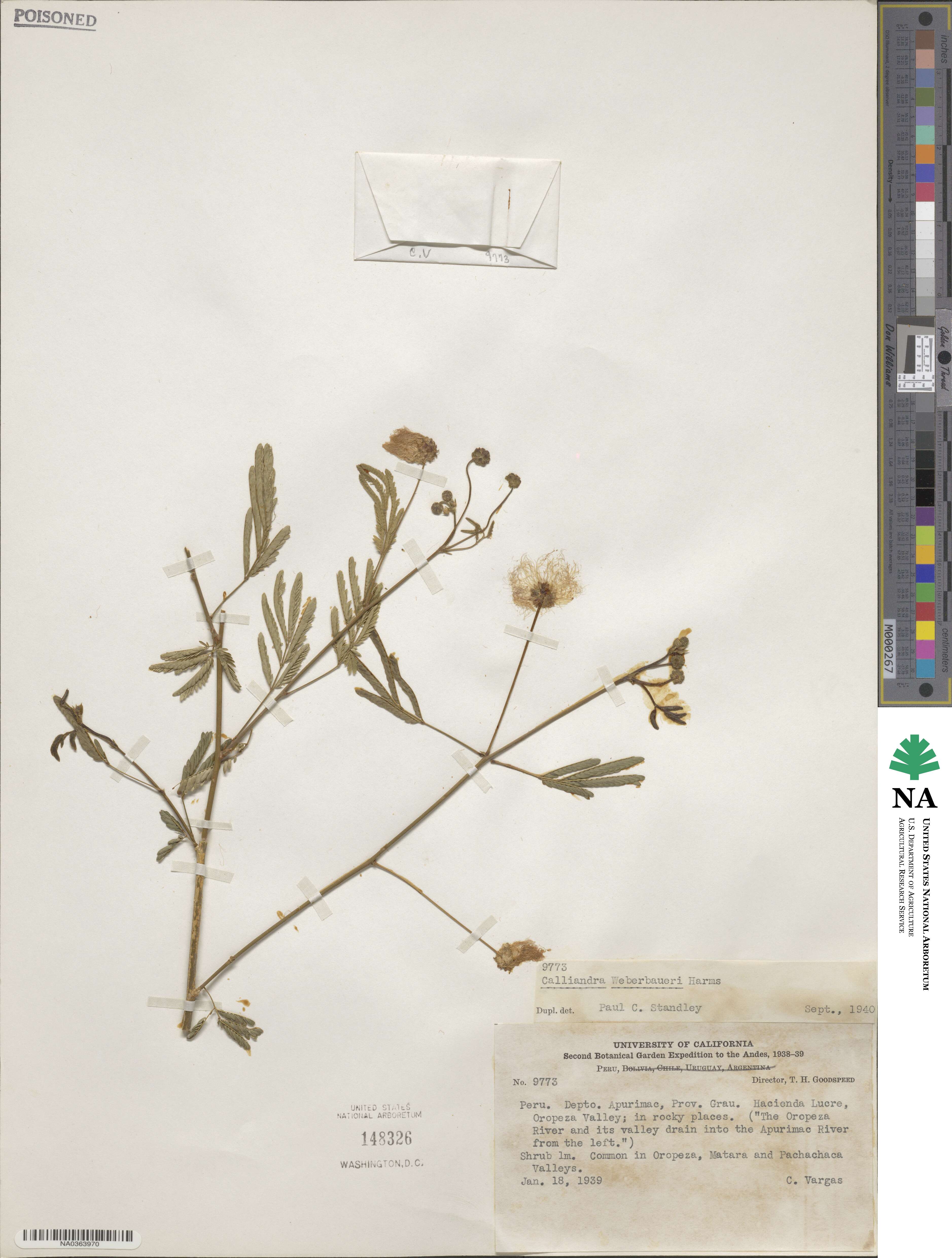 Zapoteca caracasana subsp. weberbaueri image