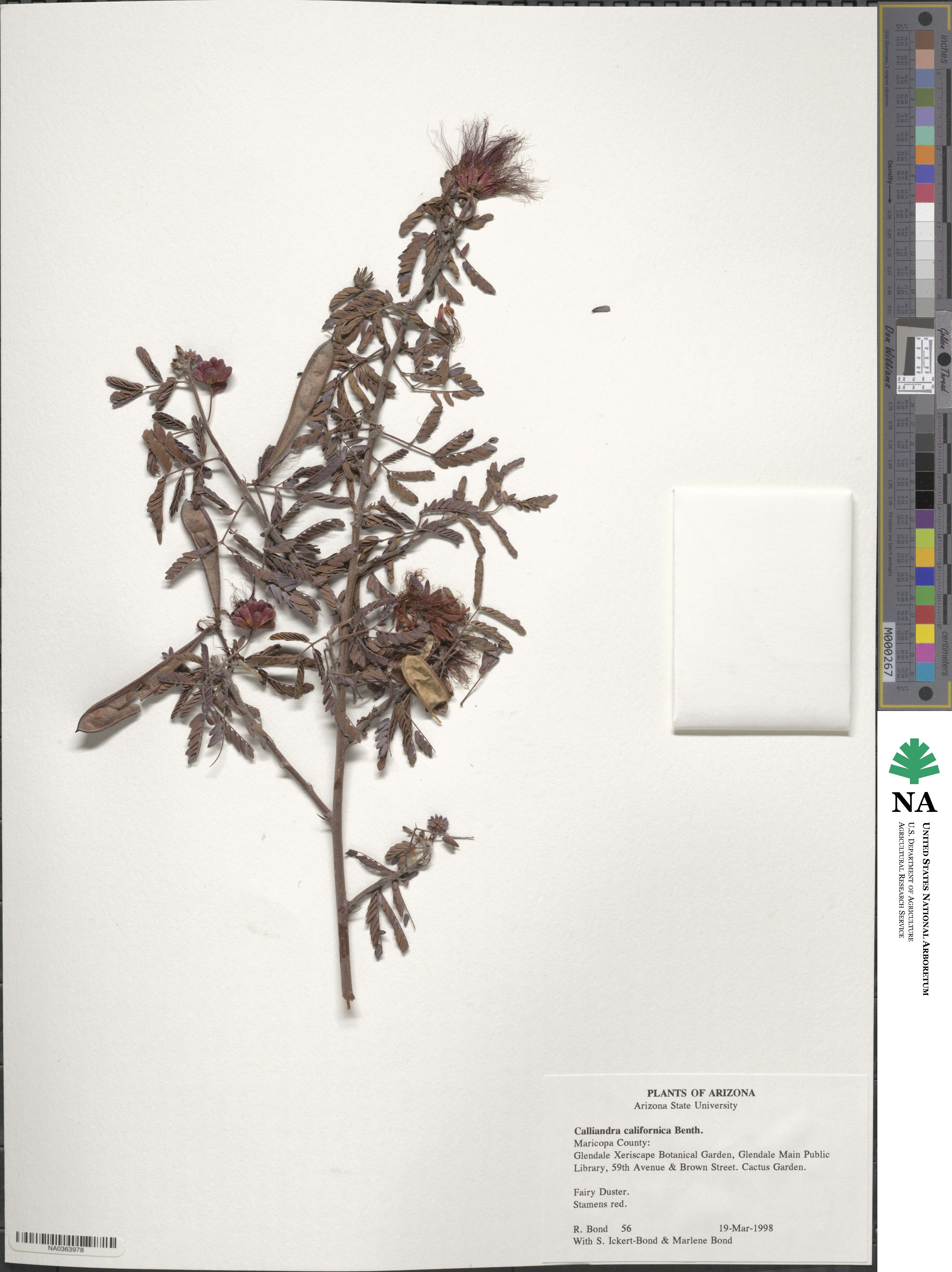 Calliandra californica image