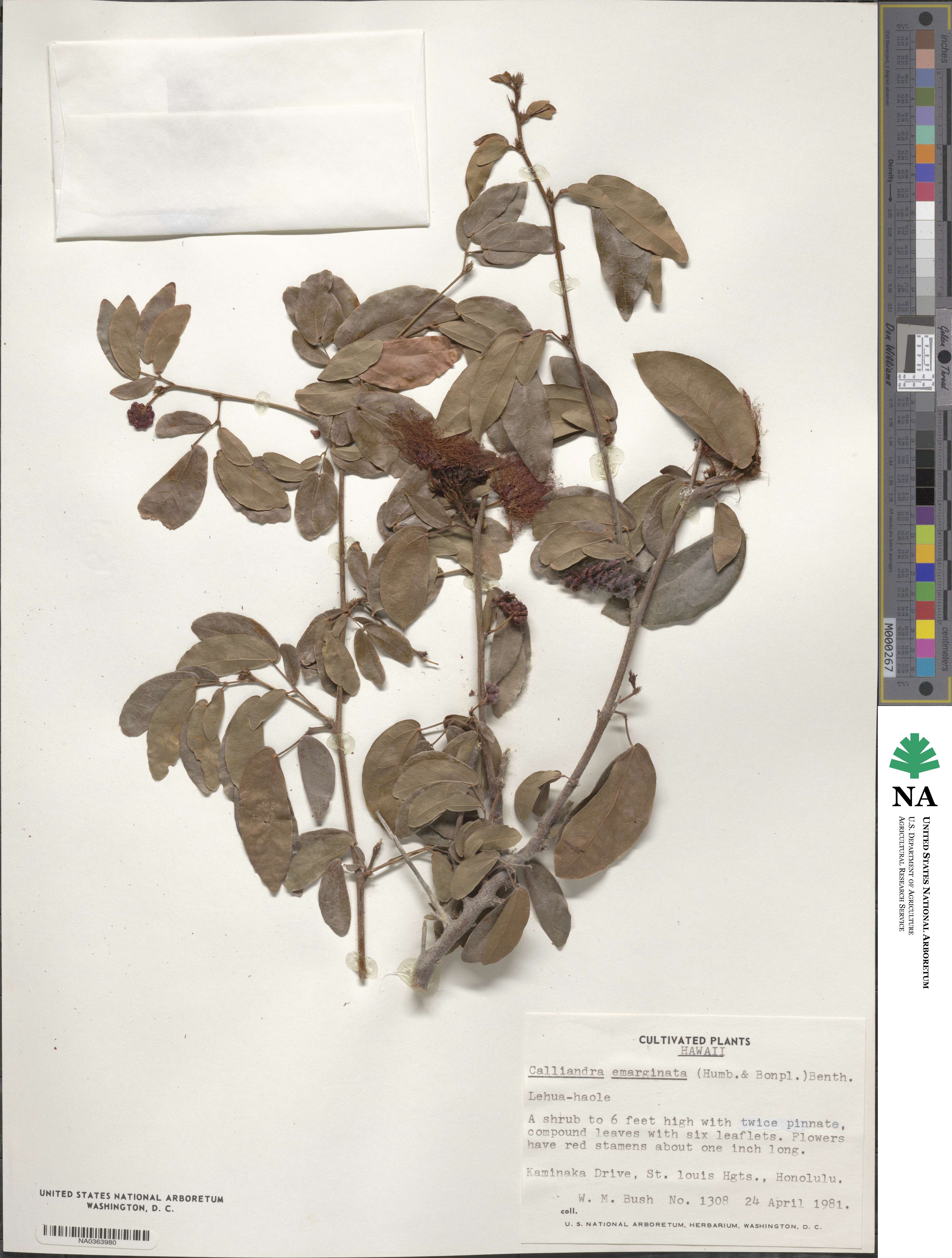 Calliandra tergemina var. emarginata image