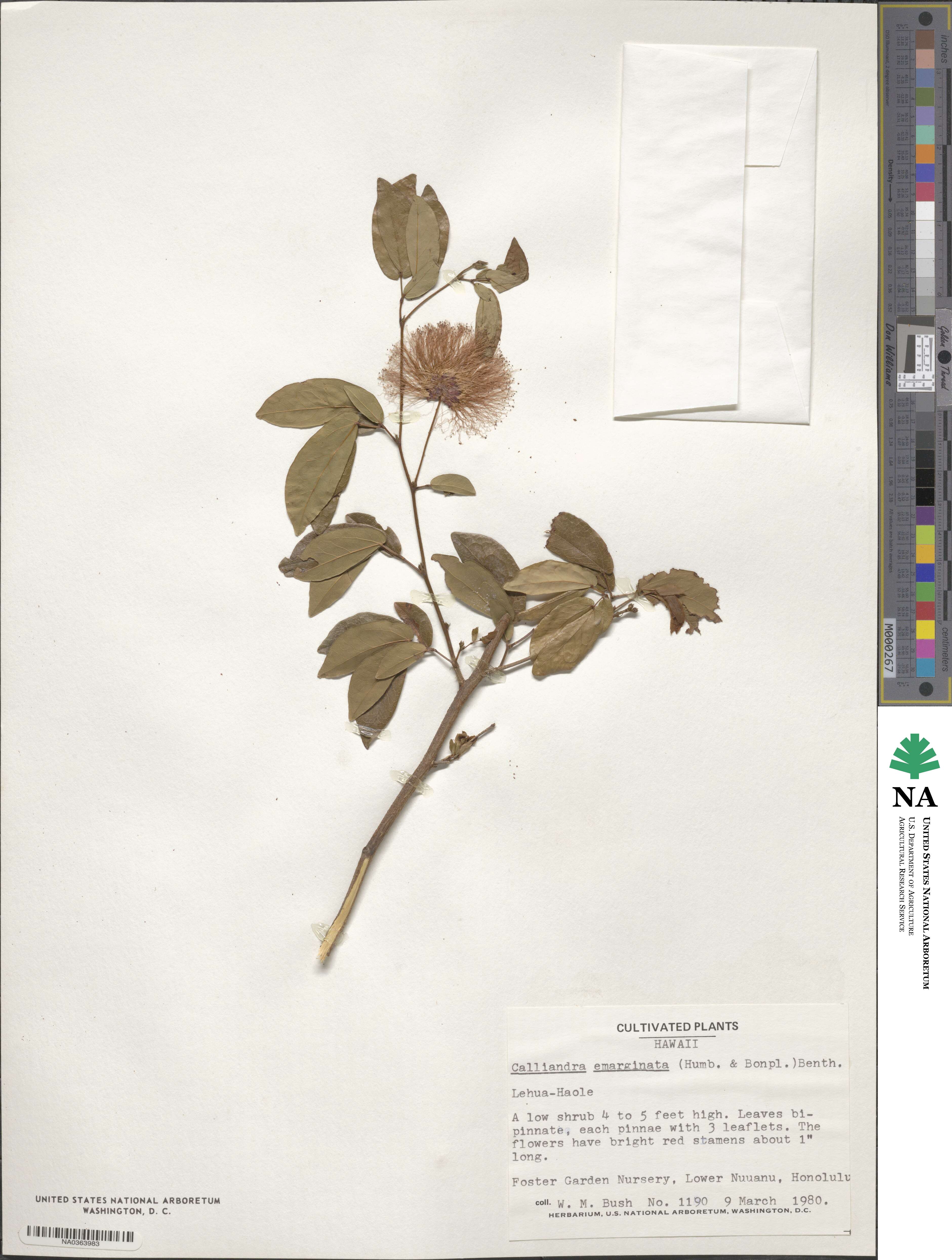 Calliandra tergemina var. emarginata image