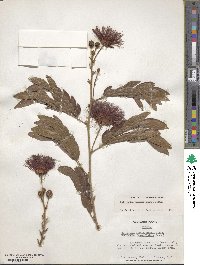 Calliandra haematocephala image