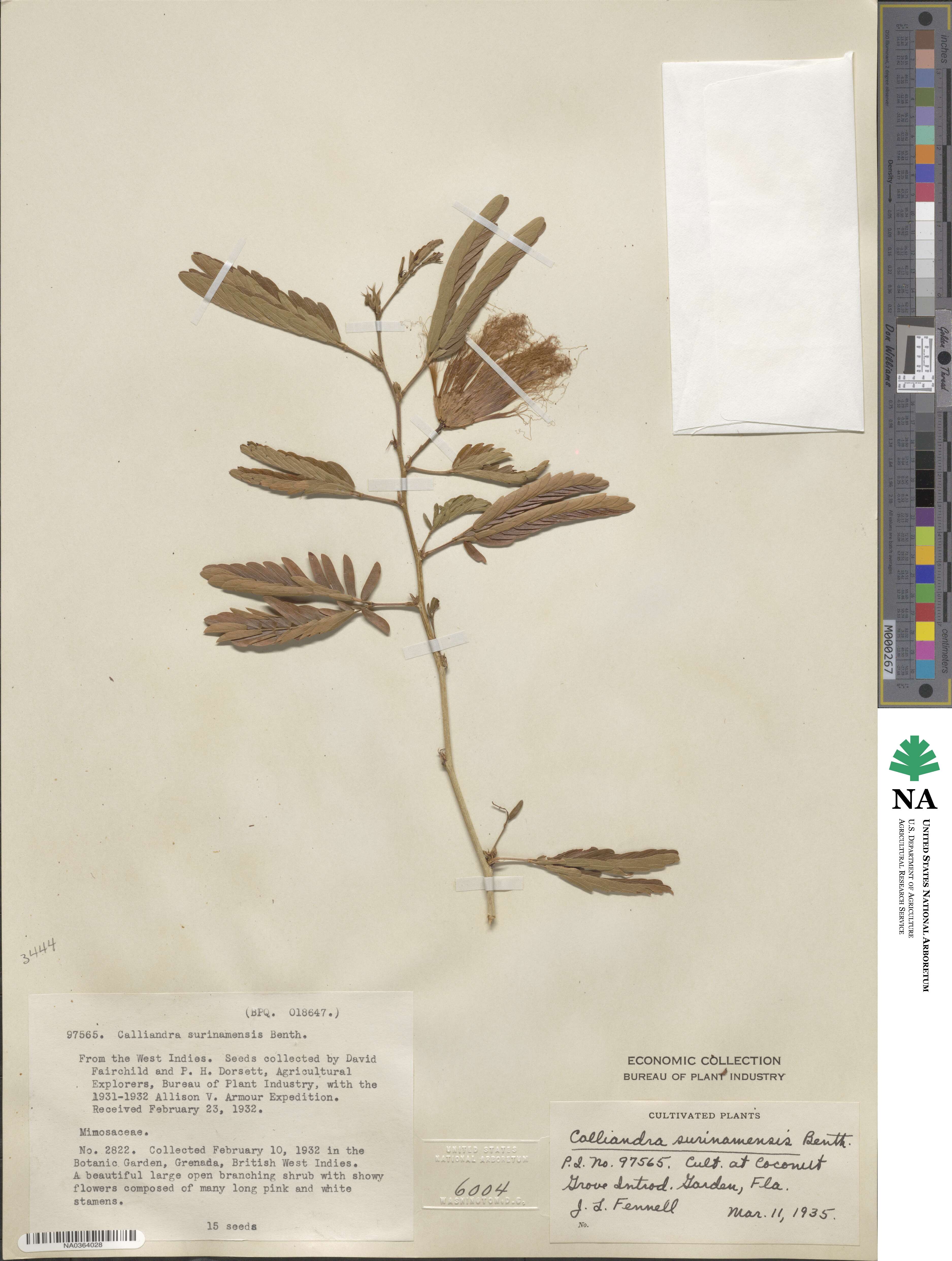 Calliandra surinamensis image