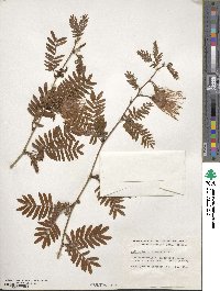 Calliandra surinamensis image