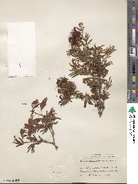 Calliandra tweedii image