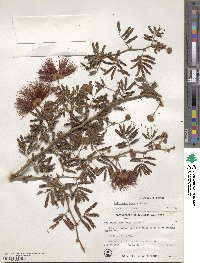 Calliandra tweedii image