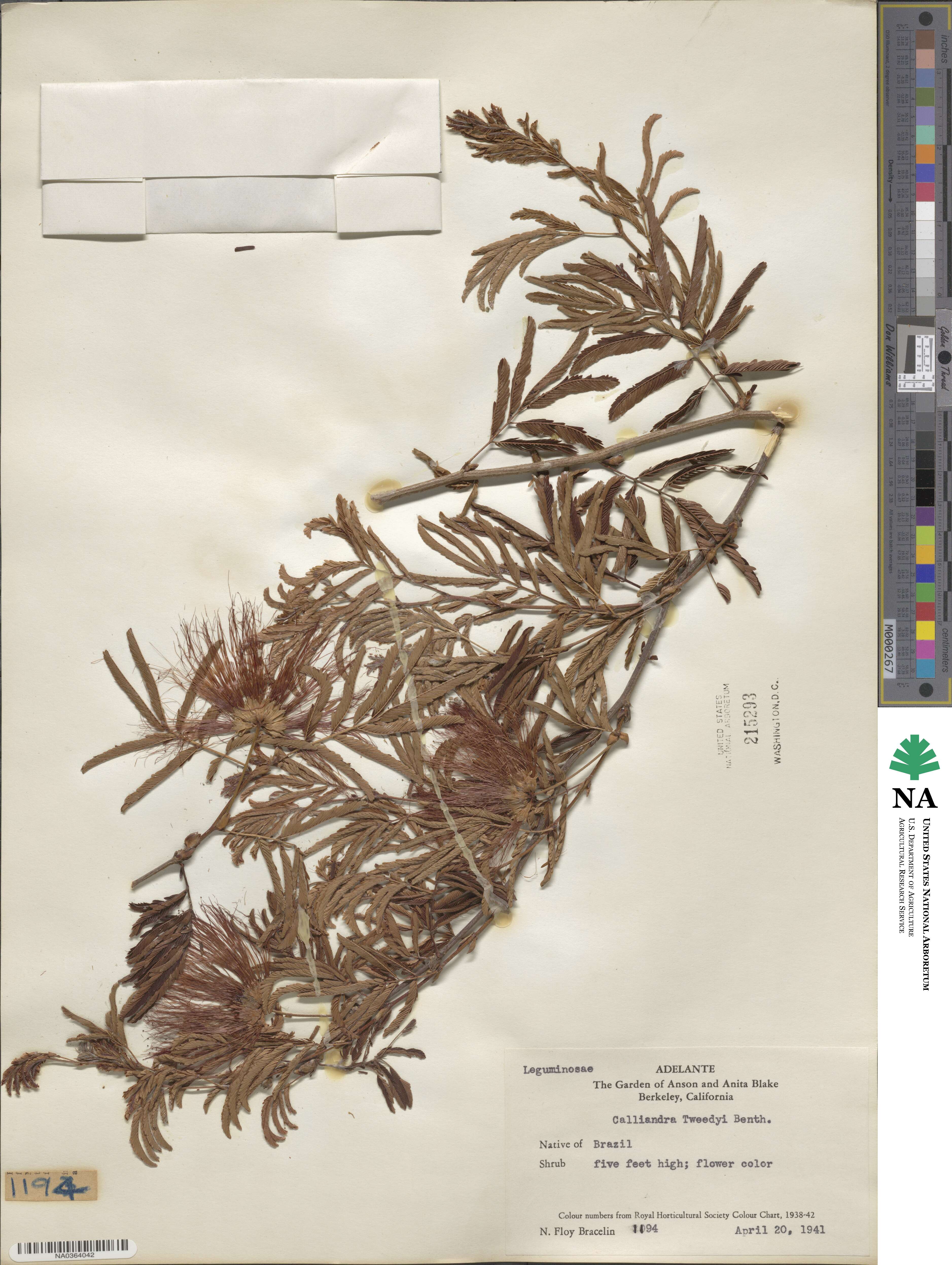 Calliandra tweedii image