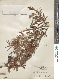 Calliandra tweedii image