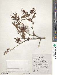 Calliandra tweedii image