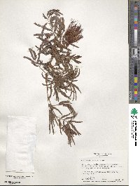 Calliandra tweedii image