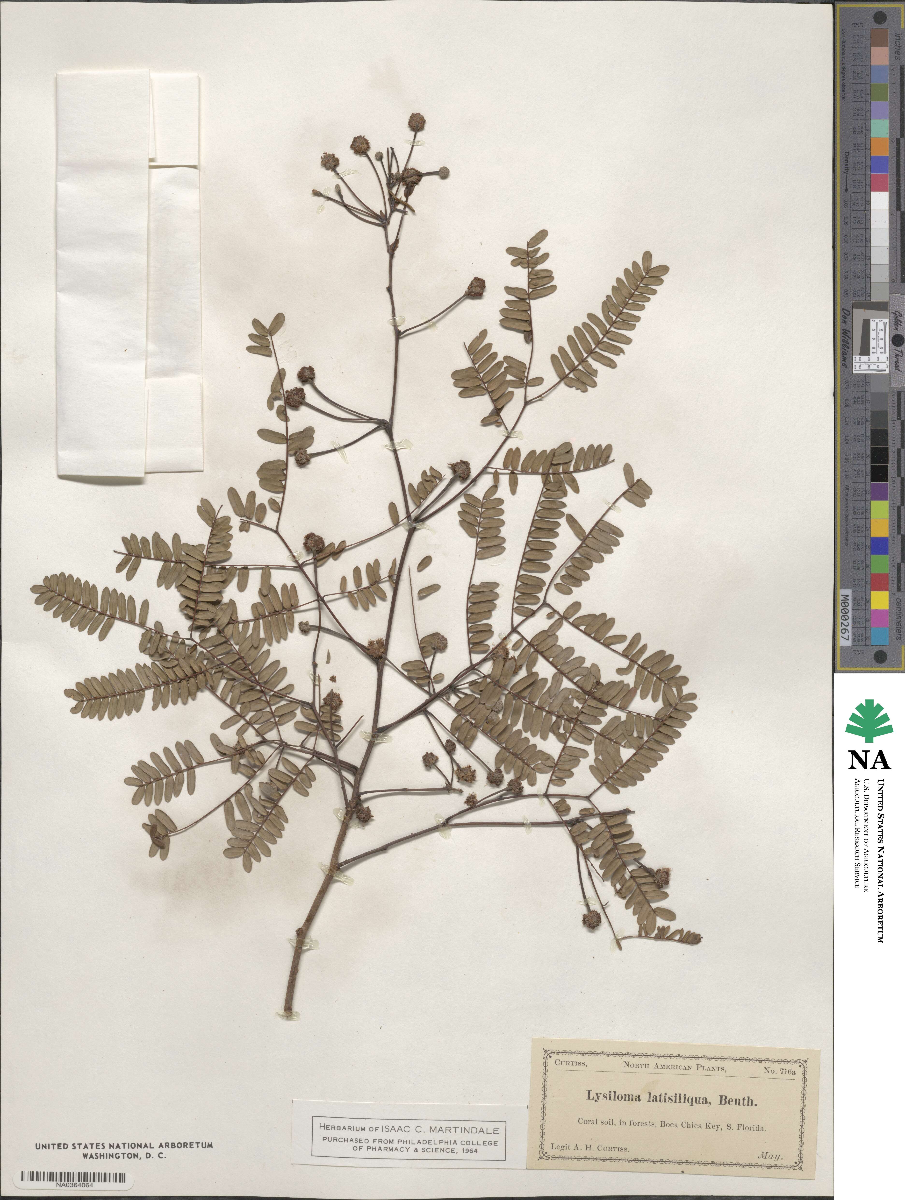 Lysiloma latisiliquum image