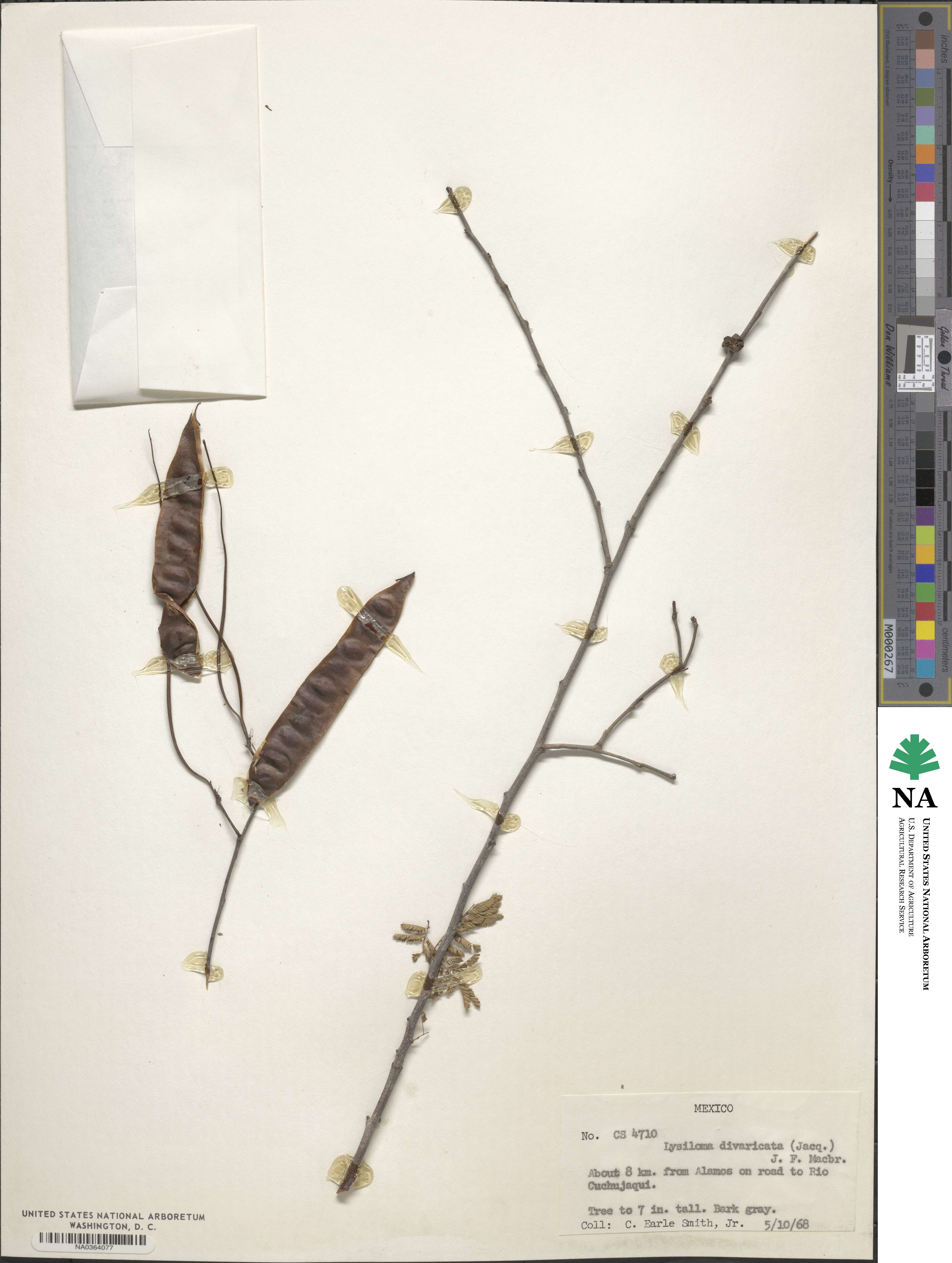 Lysiloma divaricatum image
