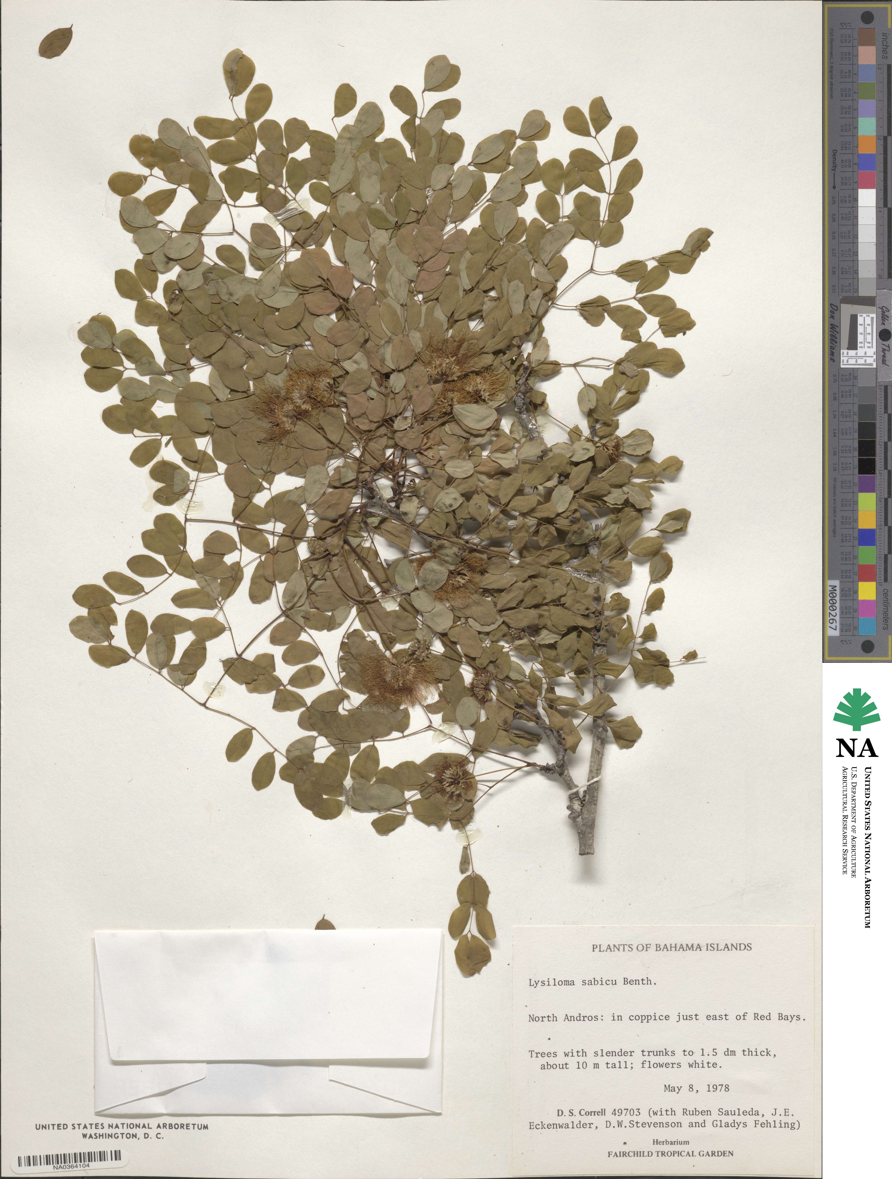 Lysiloma sabicu image