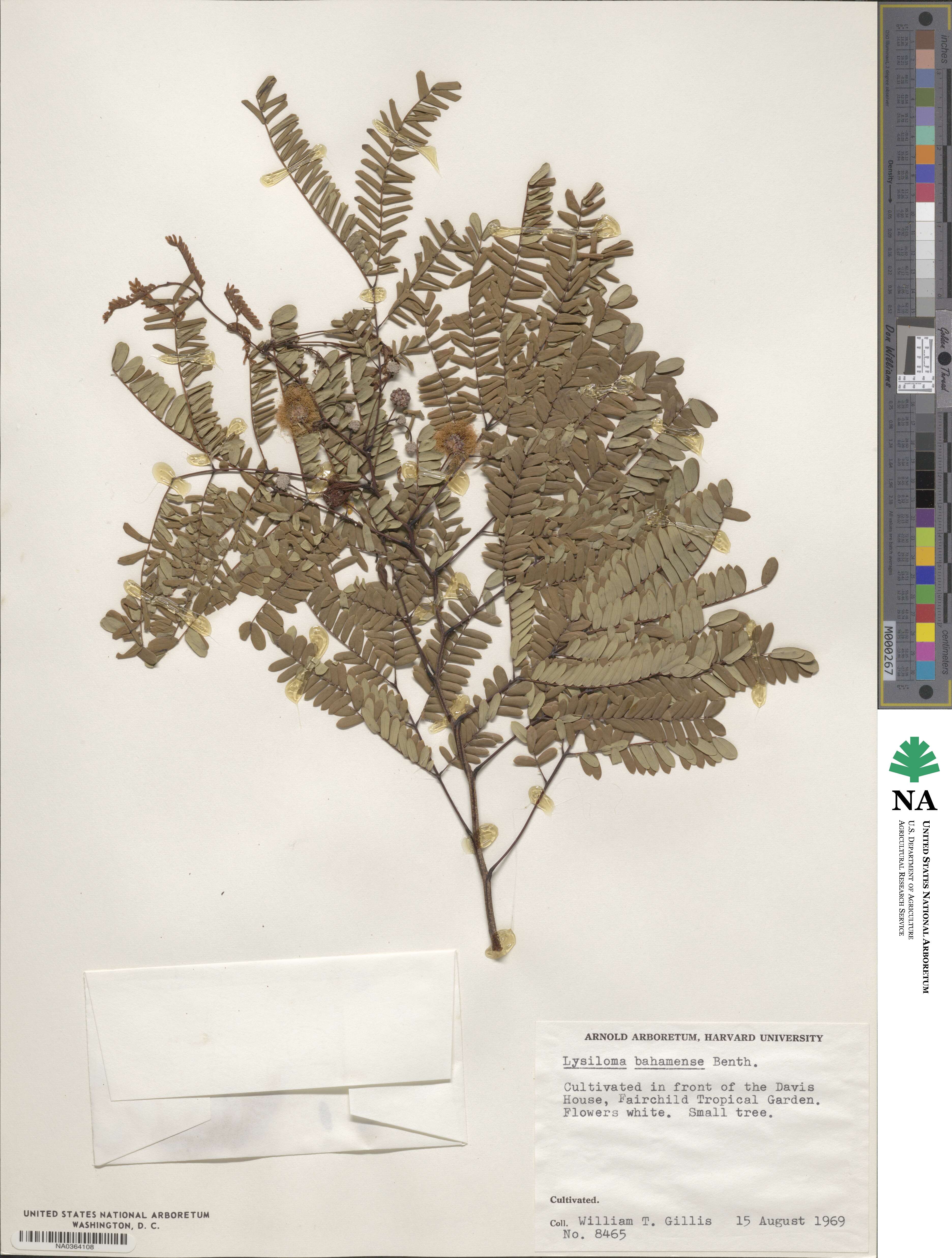 Lysiloma latisiliquum image