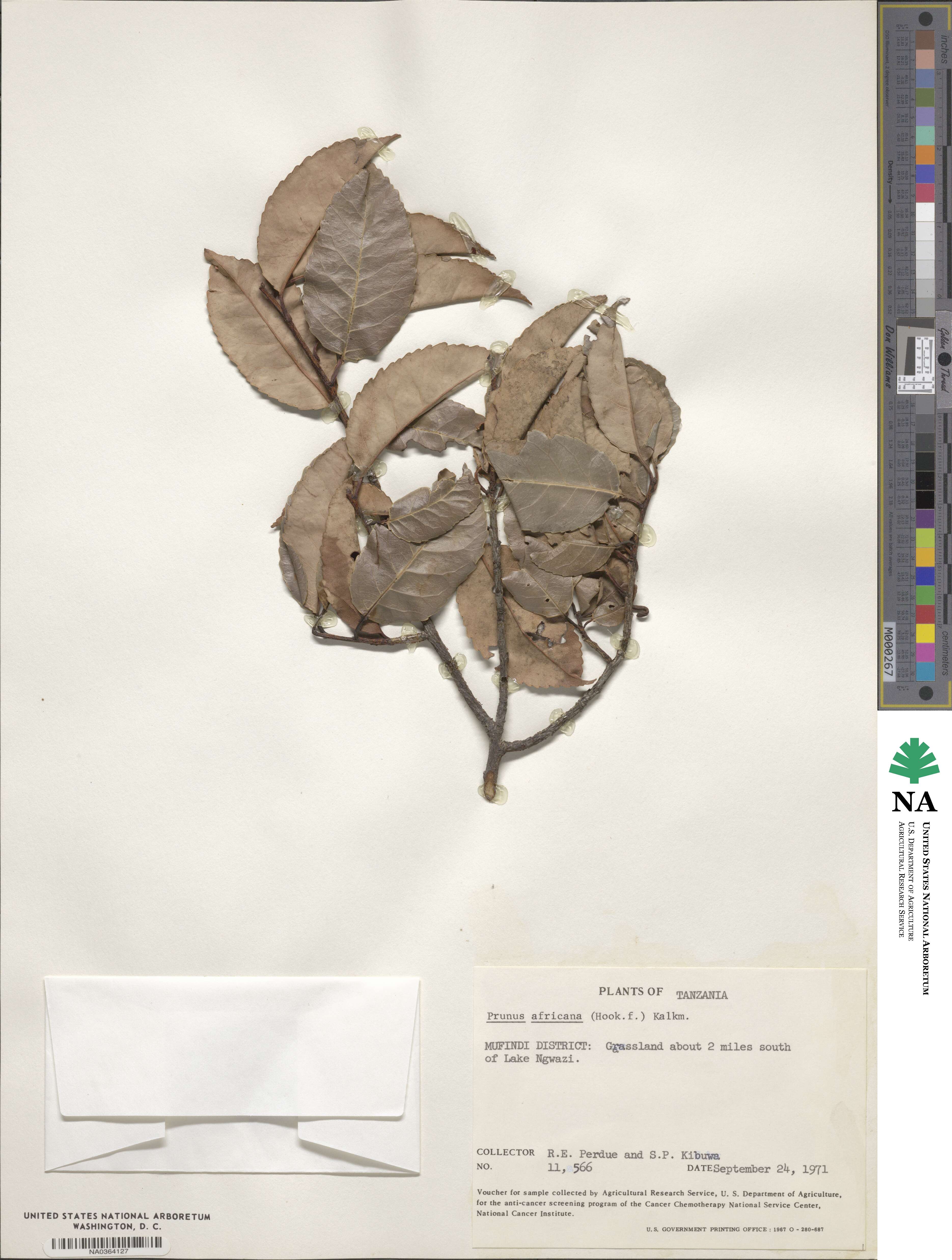 Pygeum africanum image