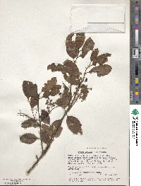 Pygeum africanum image