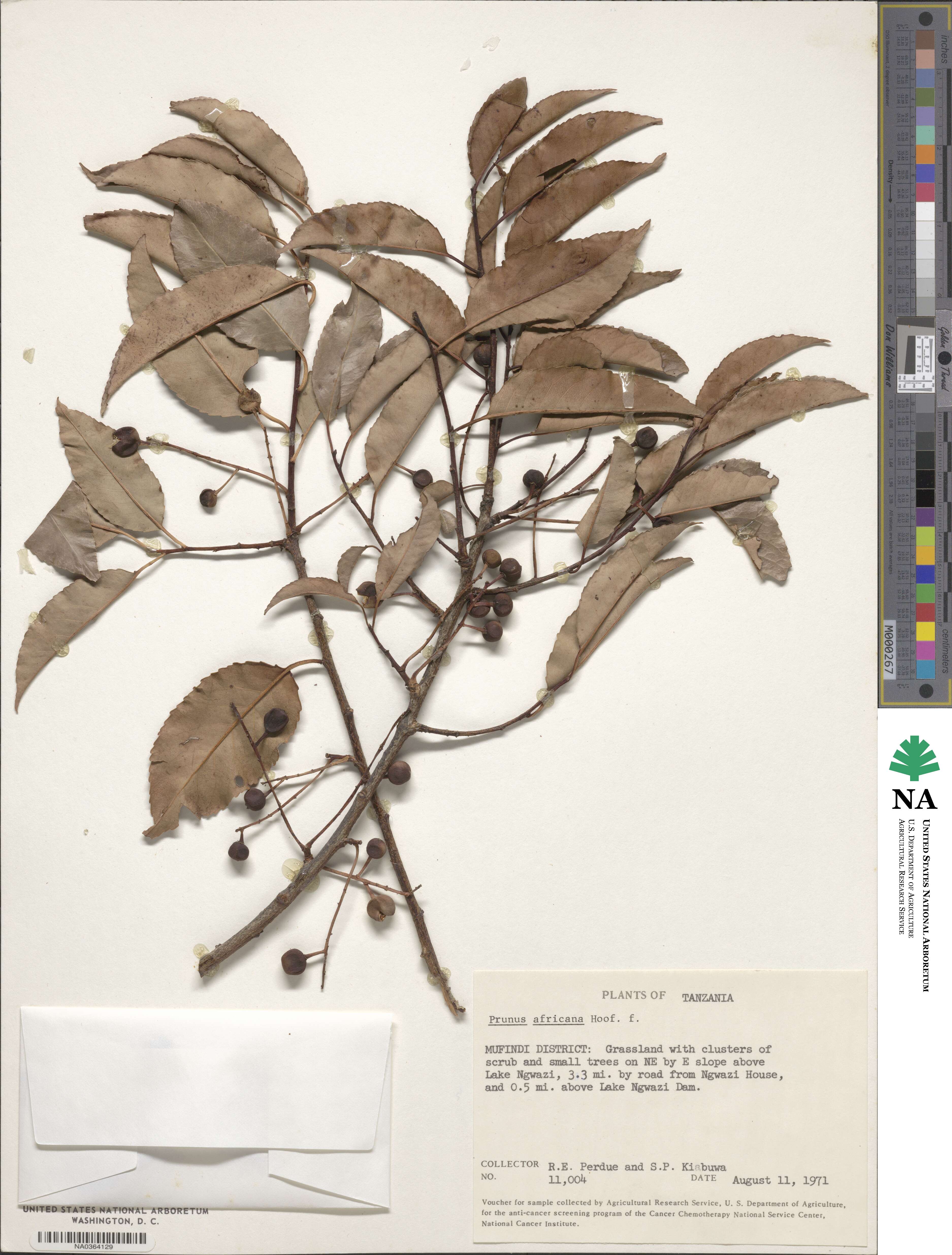 Pygeum africanum image