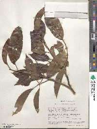 Pygeum africanum image