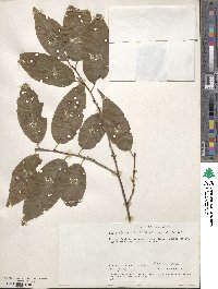 Pygeum africanum image