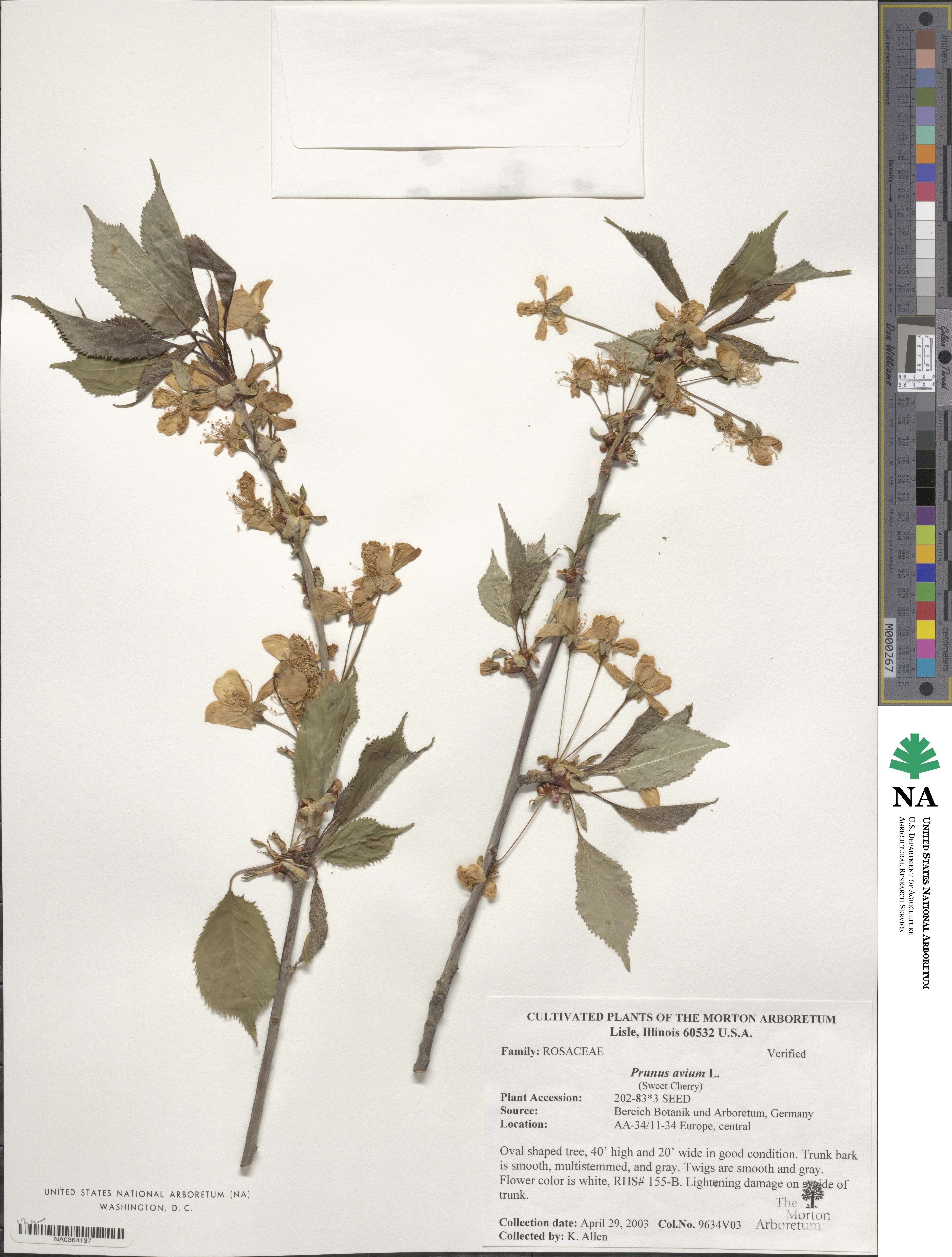 Prunus avium image