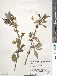 Prunus avium image