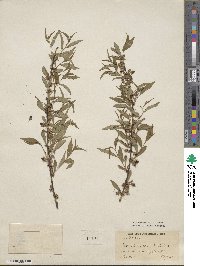 Prunus humilis image