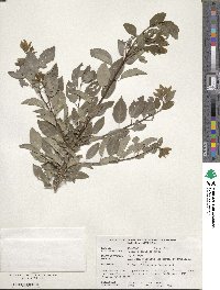 Prunus cerasifera image