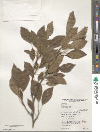 Prunus domestica image