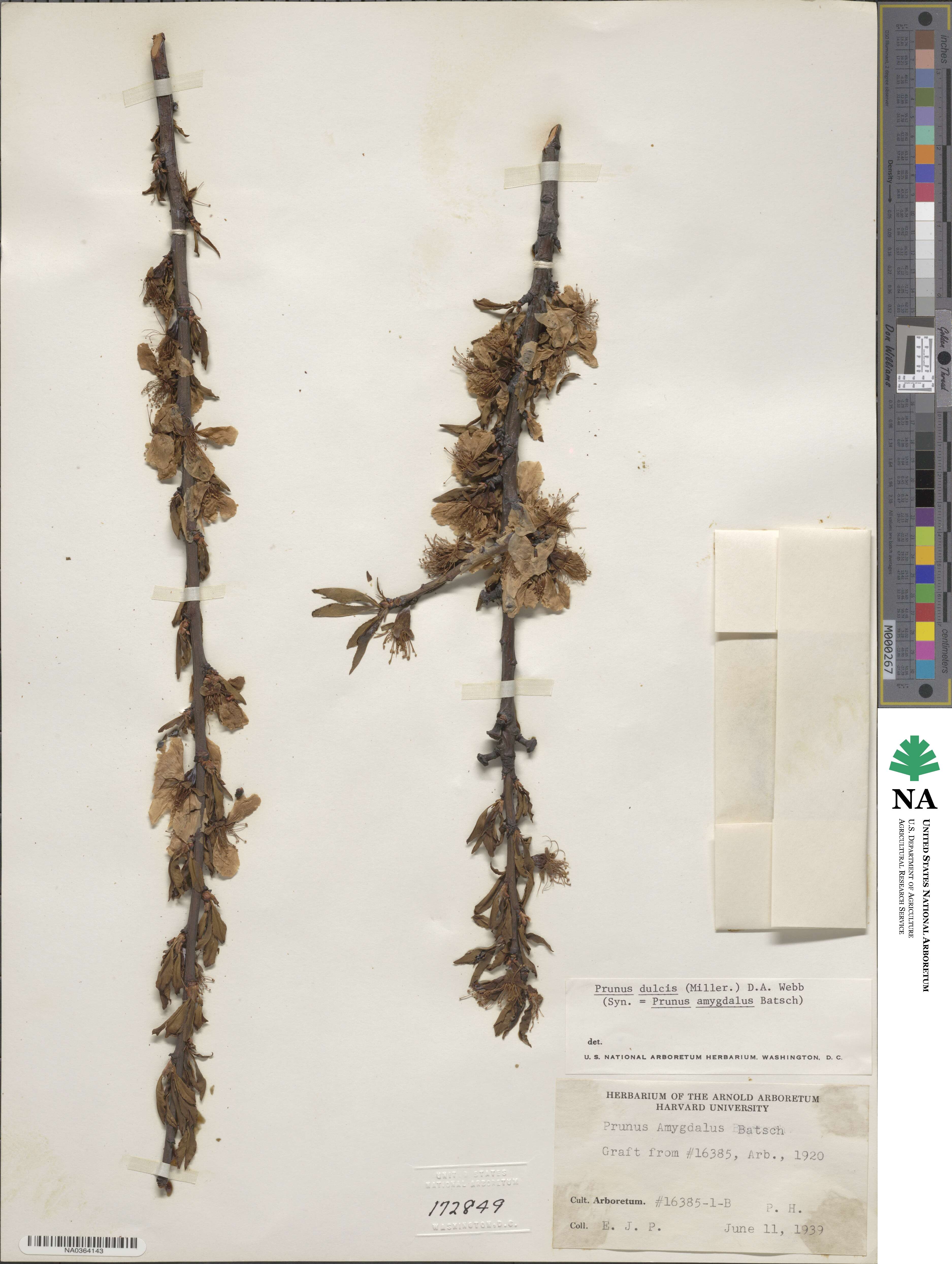 Prunus dulcis image