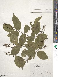 Prunus grayana image