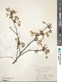 Prunus incisa image