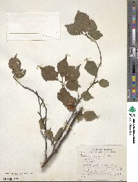 Prunus incisa image